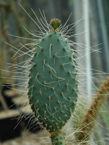 Opuntia_violacea_v_gosseliniana